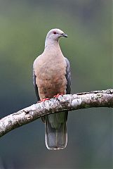 Ring-tailed Pigeon